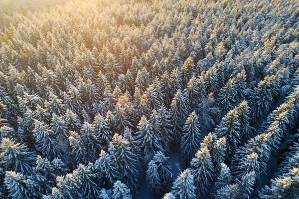Tons de árvores nevadas à luz do sol Fotos De Bancos De Imagens