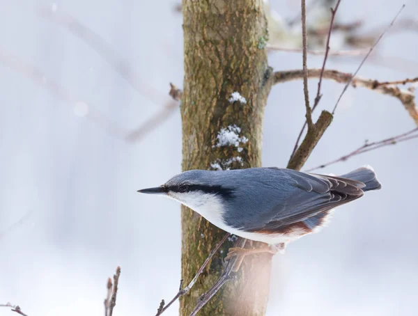 Eurasian nuthatch sitting on branch — Stock Photo, Image