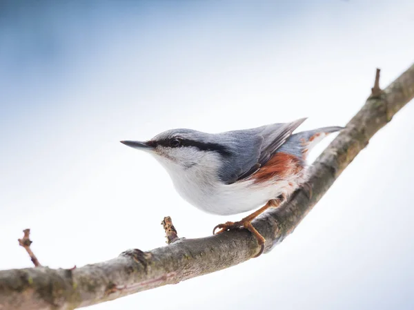 Eurasian nuthatch sitting on branch — Stock Photo, Image