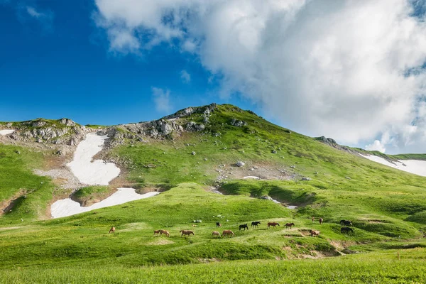 Schönes Gebirgstal mit grasenden Pferden — Stockfoto