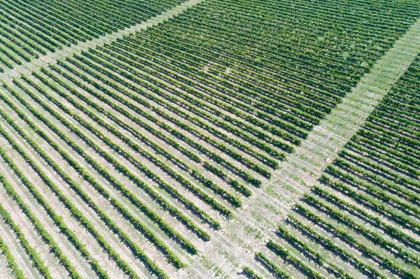 Vignoble vue aérienne — Photo