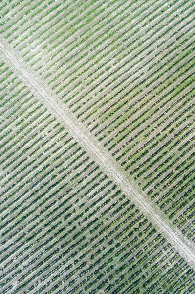 Vista aérea da vinha — Fotografia de Stock