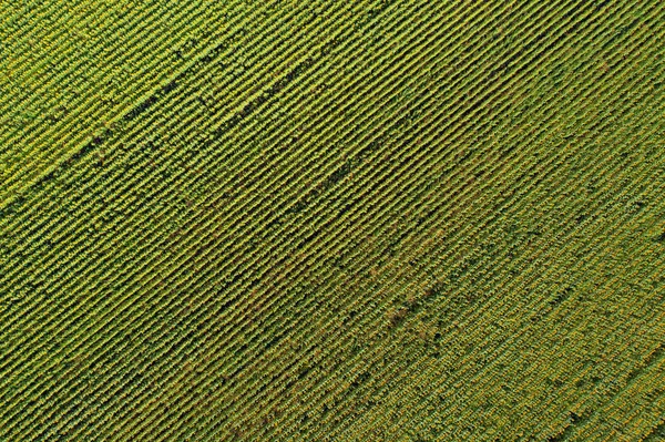 Vista aérea do campo de girassol — Fotografia de Stock