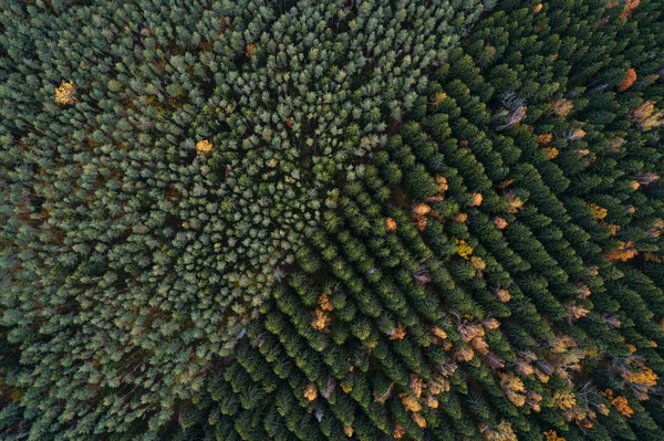 カラフルな球果を結ぶ森林プランテーションの航空写真 — ストック写真