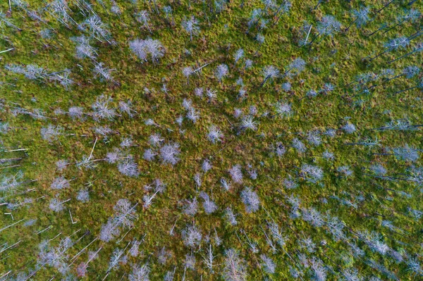Aerial view of swampland — Stock Image Aerial view of swampland Stock Photo