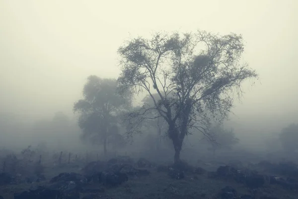 Klippig kulle i mjölkig dimma — Stockfoto