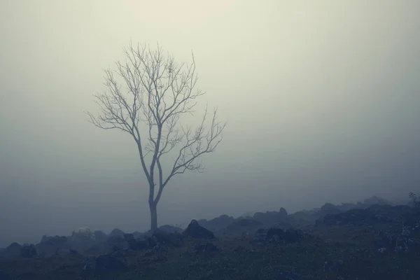 Ensamt blottat träd och vit ko i mjölkig dimma på stenig kulle — Stockfoto