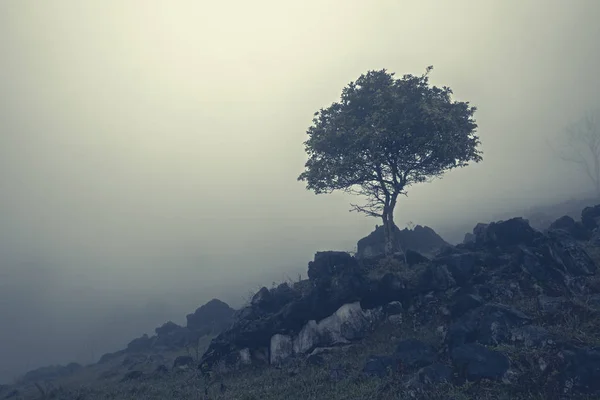 Colina rocosa en niebla lechosa —  Fotos de Stock