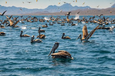 Flock of brown pelicans clipart