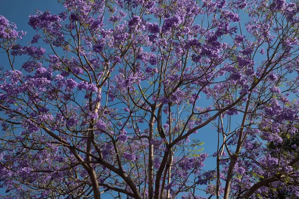 Roxo jacaranda árvore floresce sobre o céu azul — Fotografia de Stock