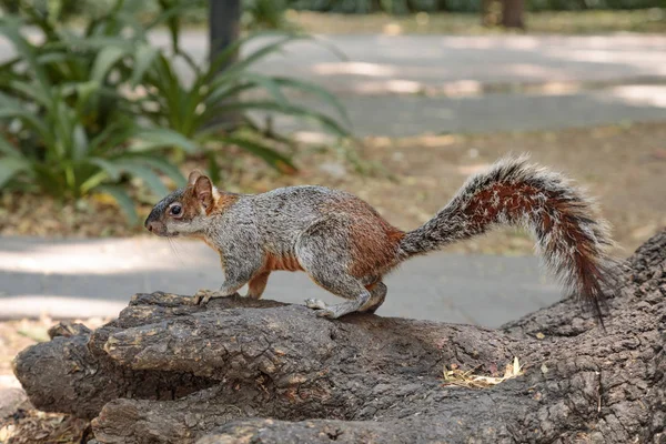 墨西哥城Chapultepec墨西哥公园的松鼠 — 图库照片