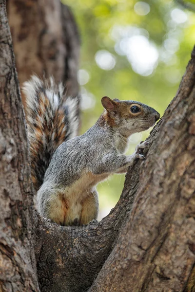 Ardilla en Parque Mexicano Chapultepec, Ciudad de México — Foto de Stock