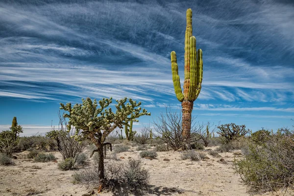 Meksykańska pustynia z kaktusami i sosami — Zdjęcie stockowe