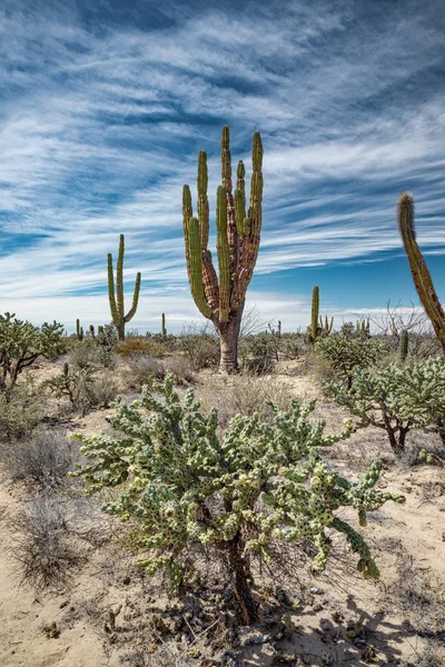 Mexická poušť s obřími kaktusy a sukulenty — Stock fotografie
