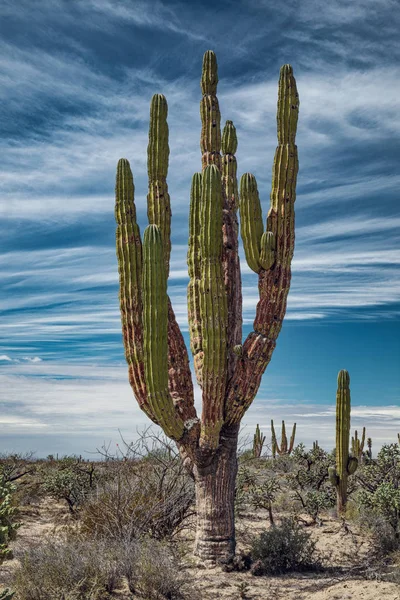 Mexický obří kaktus — Stock fotografie