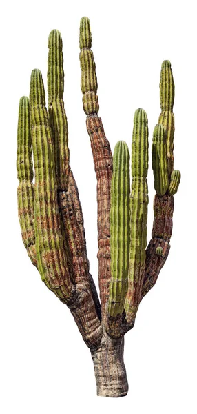 Mexický obří kaktus izolovaný na bílém — Stock fotografie