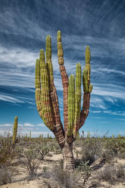 Mexican giant cactus — ストック写真