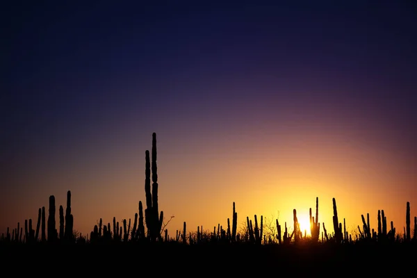 Sunrise at mexican desert