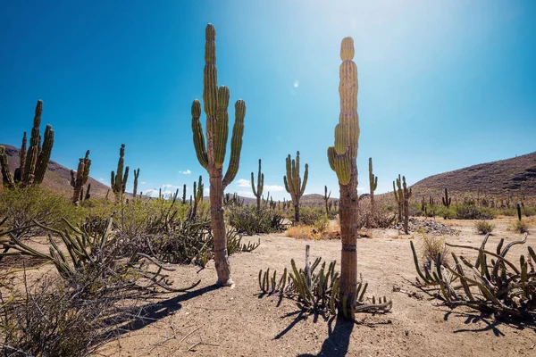 Mexikói sivatag kaktuszokkal és zamatos növényekkel — Stock Fotó