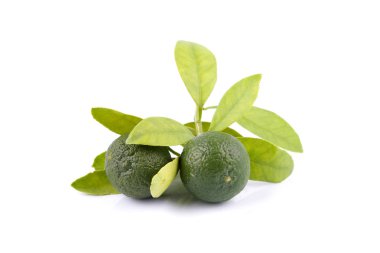 Yeşil calamondin ve beyaz arka plan üzerinde izole limon yerine kullanılan yaprak grubu