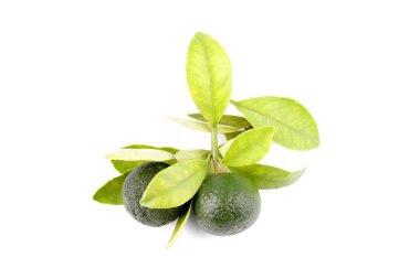 Yeşil calamondin ve beyaz arka plan üzerinde izole limon yerine kullanılan yaprak grubu