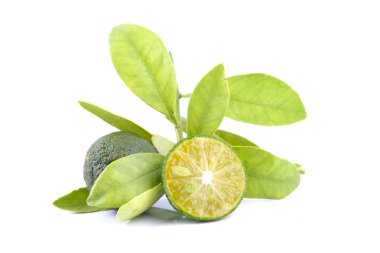 Yeşil calamondin ve beyaz arka plan üzerinde izole limon yerine kullanılan yaprak grubu