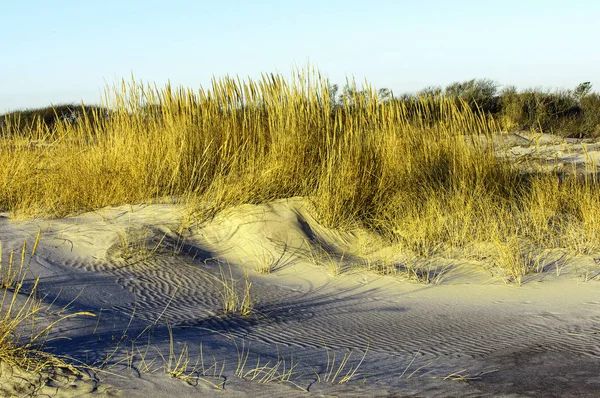 Praia de Shoreline Dunas — Fotografia de Stock