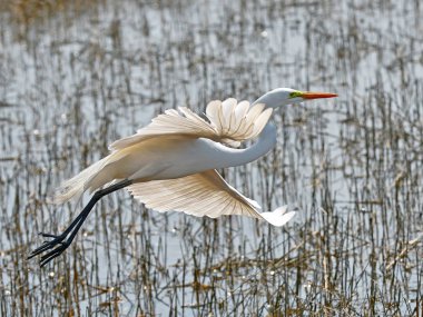  Uçuşta büyük beyaz ak balıkçıl çıkartıyor