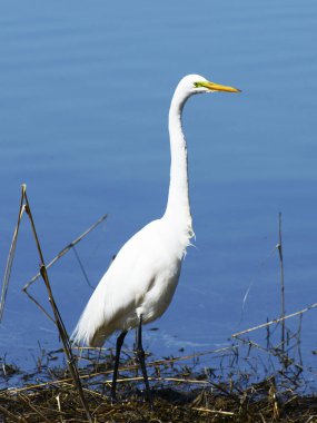 Sahilde büyük beyaz ak balıkçıl