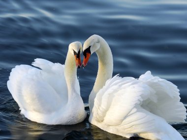 İki kuğu şeklindeki