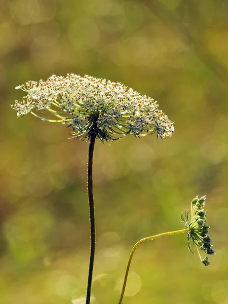 Queen Anne's Lace — Stock Photo, Image