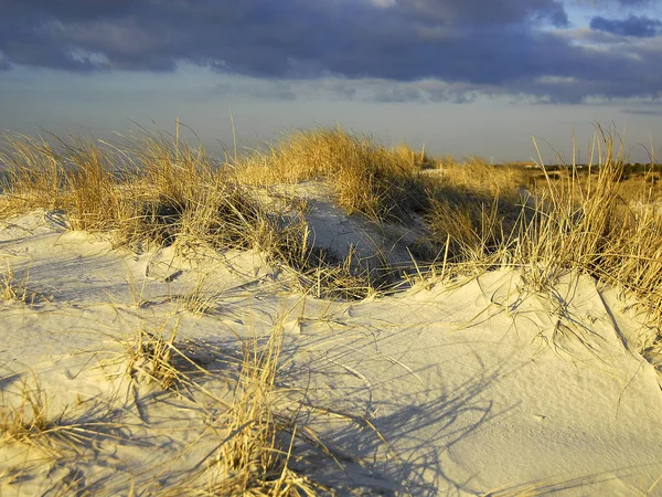 Dune de sable et roseaux — Photo