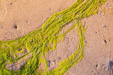 Yaz aylarında alg ve kum plaj