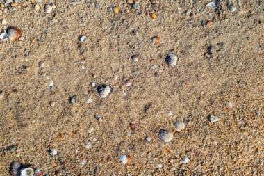 Deniz kabukları, kum üzerinde. yaz plaj arka plan