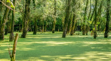 Duckweed içinde kaplı ormanda küçük gölet