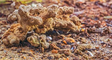 Sahilde garip şekiller