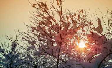 dalları sayesinde güneş kar ile dolu