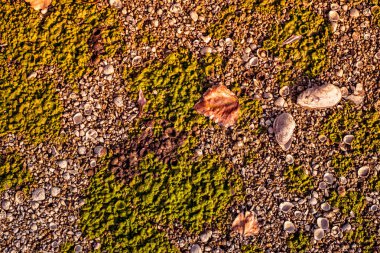 Yosun ile sahilde günbatımı.