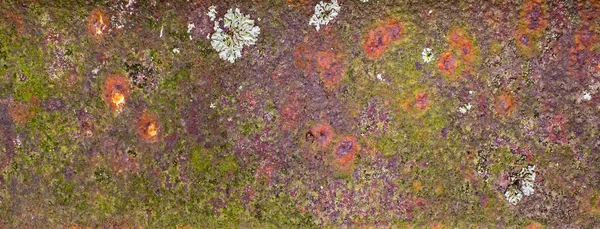 Plaque Métallique Fer Rouillé Avec Lichen — Photo