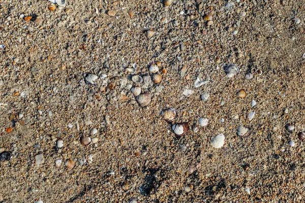 Mořské Mušle Písku Letní Beach Pozadí — Stock fotografie