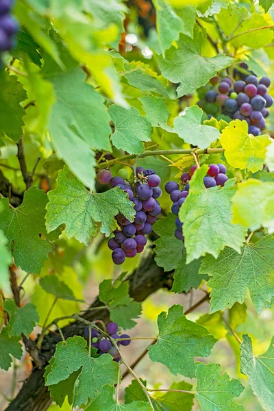 Semi Rijpe Druiven Wijngaard — Stockfoto