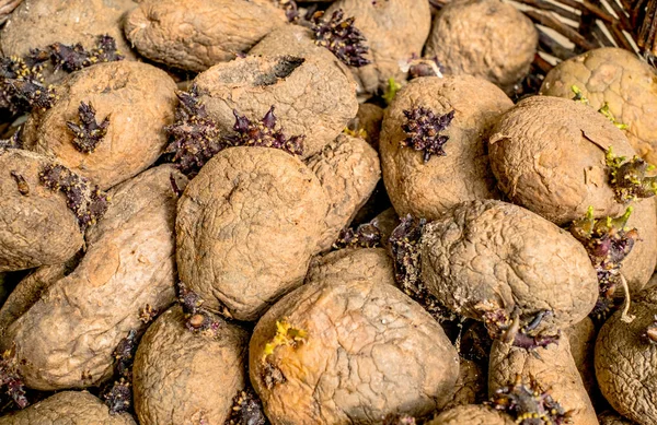 Πατάτες Στριμωγμένος Ψάθινο Καλάθι Closeup Προβολή — Φωτογραφία Αρχείου