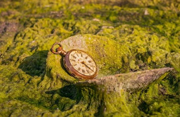 Still Life Antique Rotten Pocket Watch Sea Shell Green Algae — Stock Photo, Image