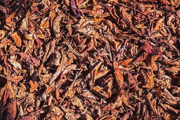 Superficie Del Suelo Parque Cubierta Con Hojas Caídas Color Marrón —  Fotos de Stock