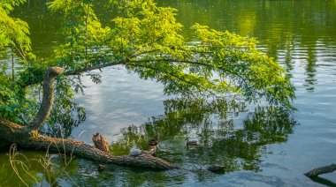 ağacında su., görünümü Kapat