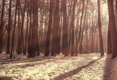 kış sabahı ormanda