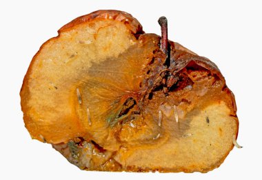 Beyaz arka plan üzerinde çürük elma göl kenarında yemek solucanlar (Apple kurtçuk Larva)