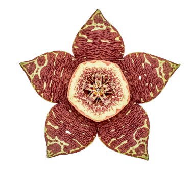 Beyaz deniz yıldızı kaktüs, kurbağa kaktüs veya Afrika leş Flowe izole bir Stapelia çiçek