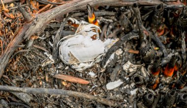 Yangından sonra ormanda