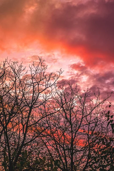 Baum Ohne Blätter Und Sonnenuntergang — Stockfoto